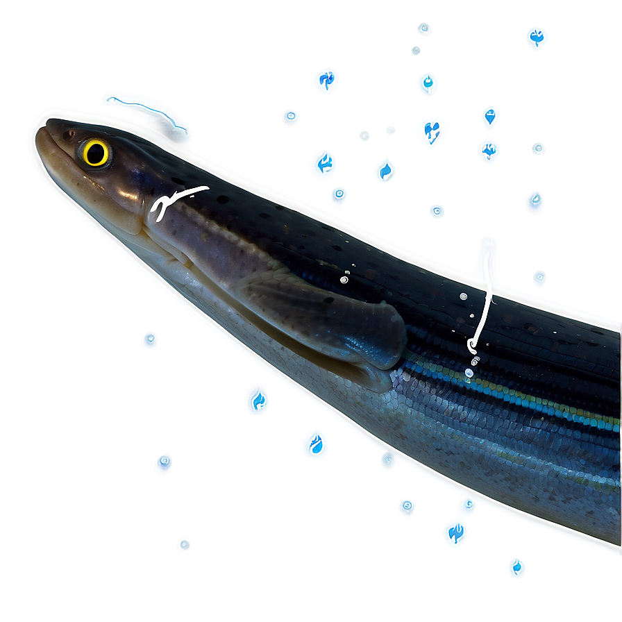 Eel Survival Strategies Png Owg76 PNG Image