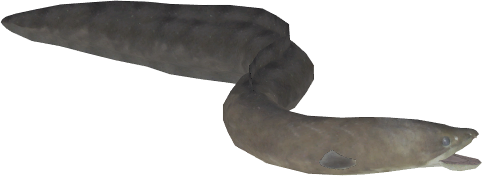 Eel Swimming Aquatic Life PNG Image