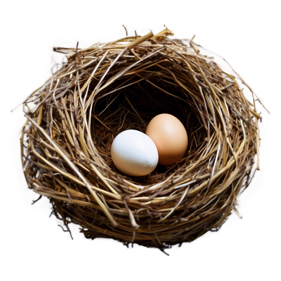 Egg In Nest Png 50 PNG Image