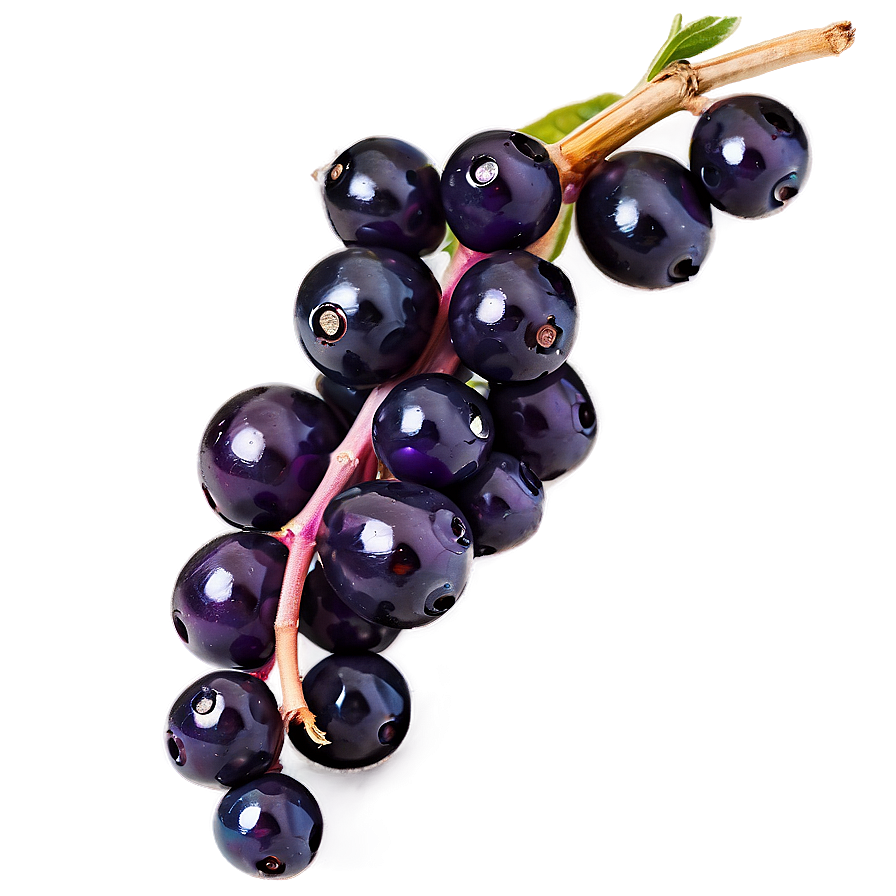 Elderberry Immune Support Png Xbr17 PNG Image