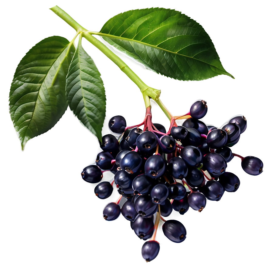 Elderberry Pattern Png Skg67 PNG Image