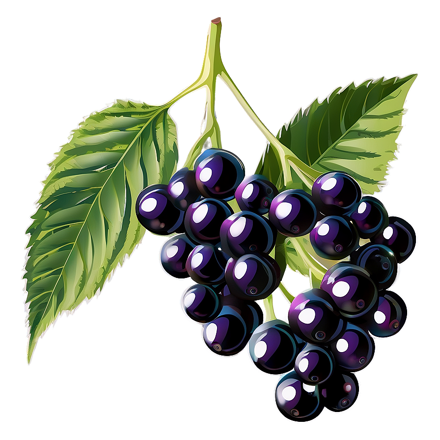 Elderberry Vector Png Wsp79 PNG Image