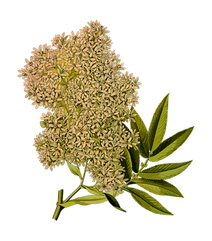 Elderflower Blossom Against Black Background PNG Image