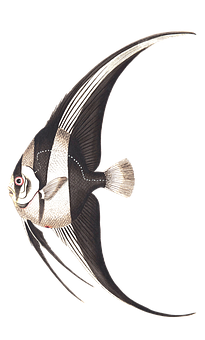 Elegant Angelfish Swimming PNG Image