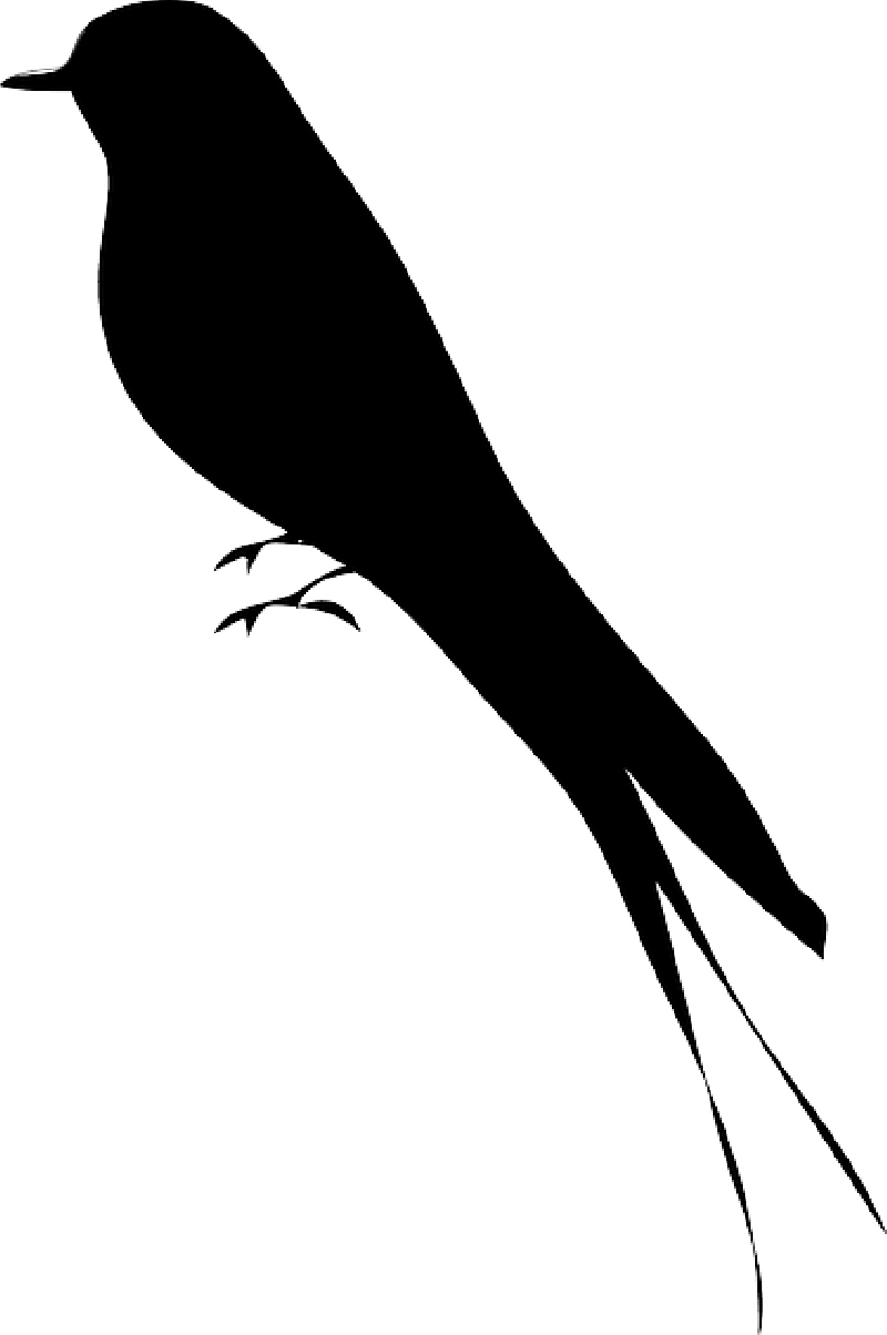 Elegant Bird Silhouette.png PNG Image