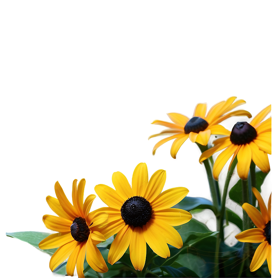 Elegant Black Eyed Susan Arrangement Png Spc PNG Image