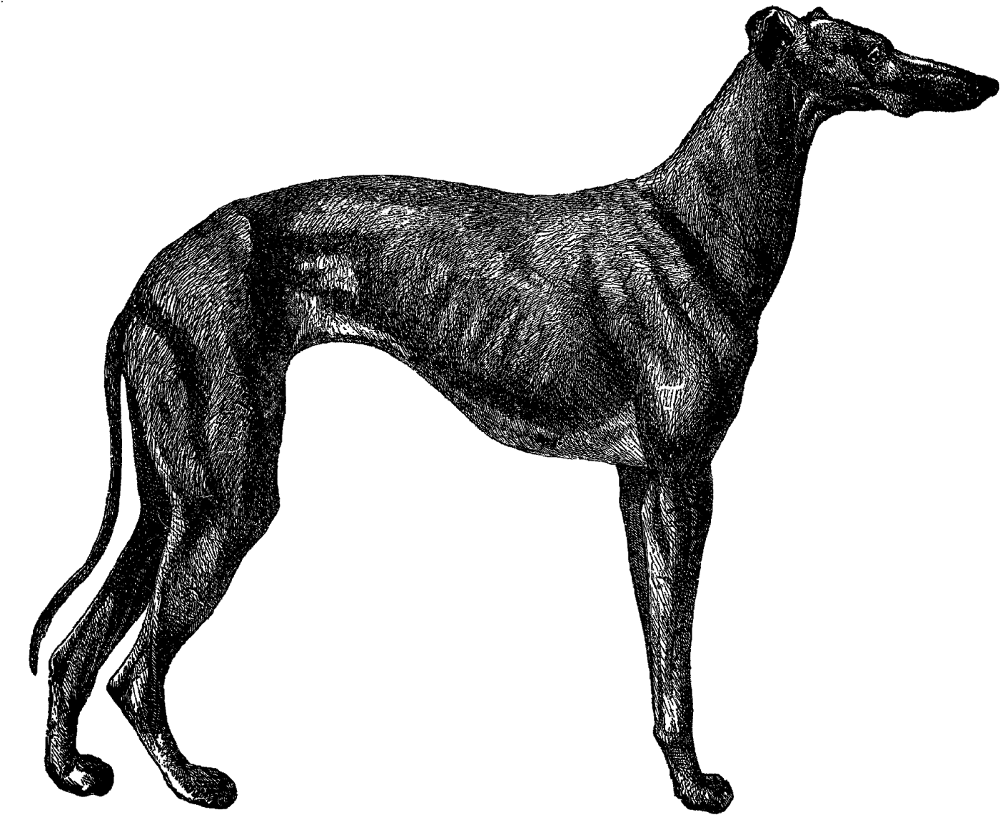 Elegant Black Greyhound Silhouette PNG Image