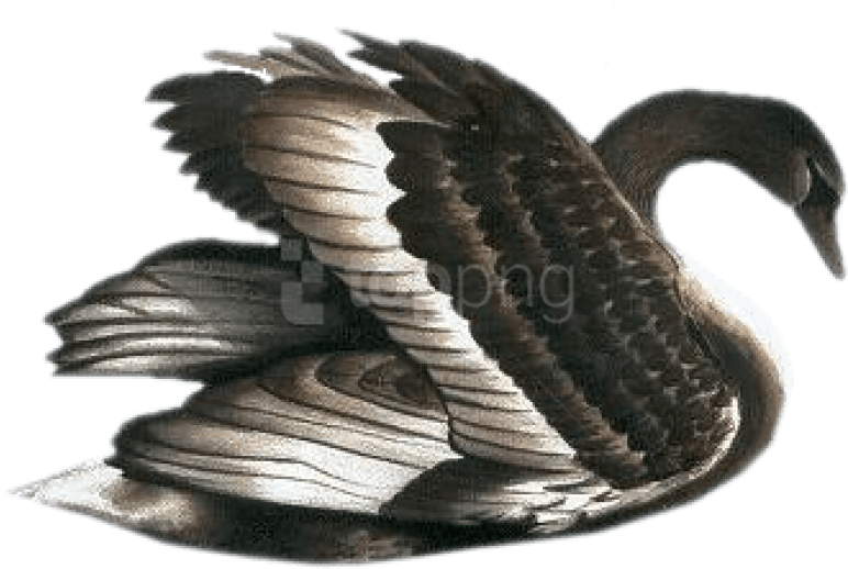 Elegant Black Swan Illustration PNG Image