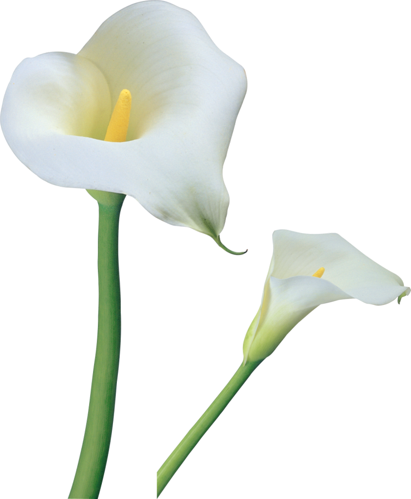 Elegant Calla Lilies PNG Image