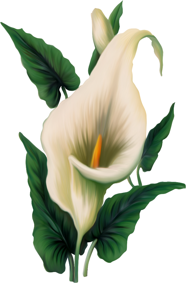 Elegant Calla Lily Illustration PNG Image