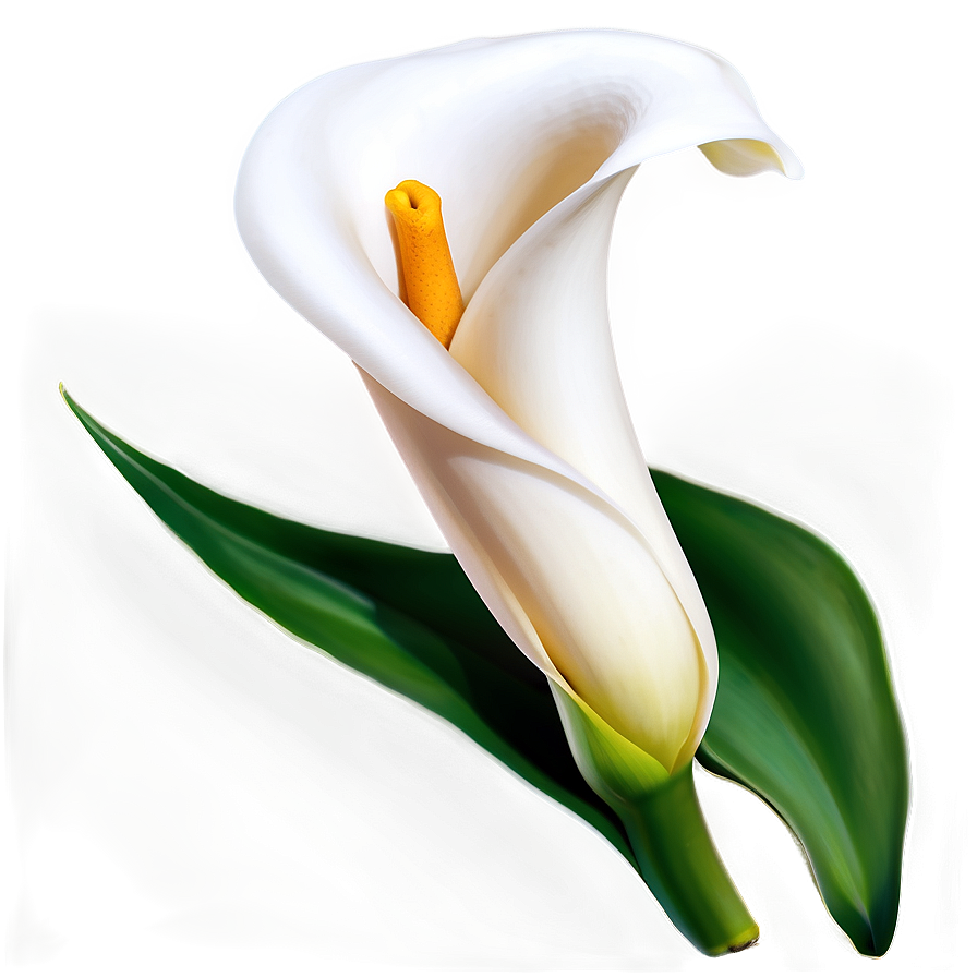 Elegant Calla Lily Png 26 PNG Image