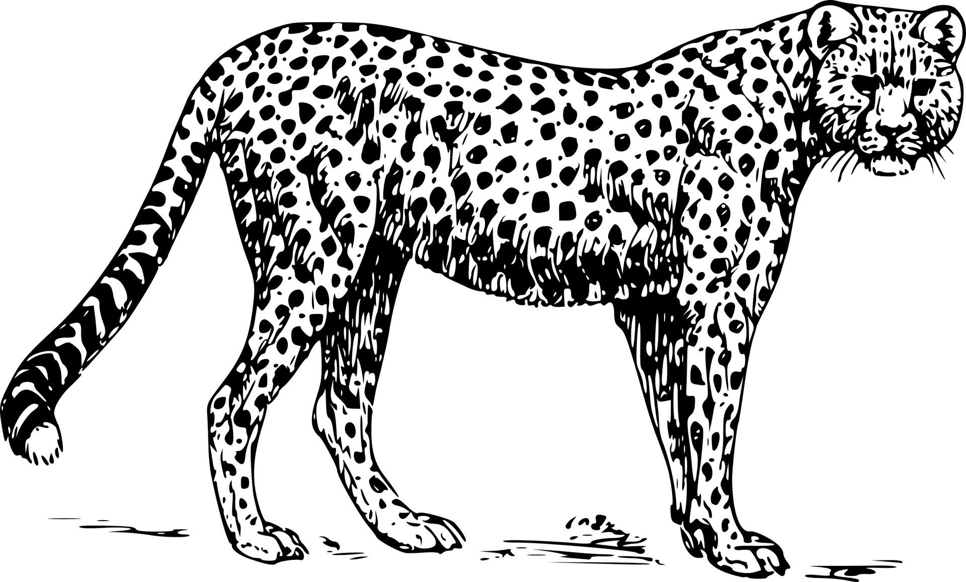 Elegant Cheetah Illustration PNG Image