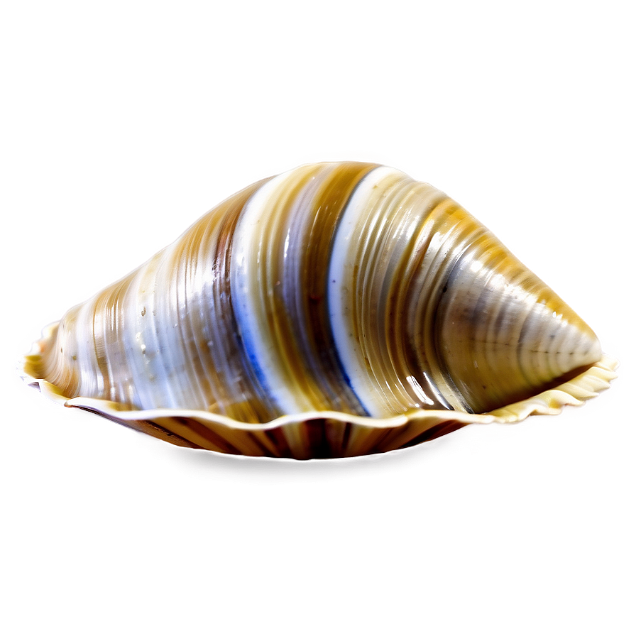 Elegant Clam Shell Png Tfv PNG Image