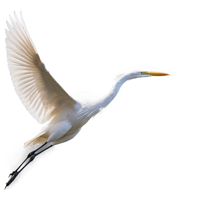 Elegant Egret Soaring Png Fvq41 PNG Image