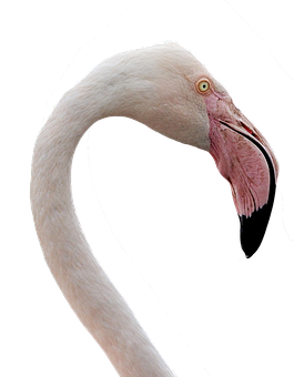 Elegant Flamingo Neck Curve PNG Image