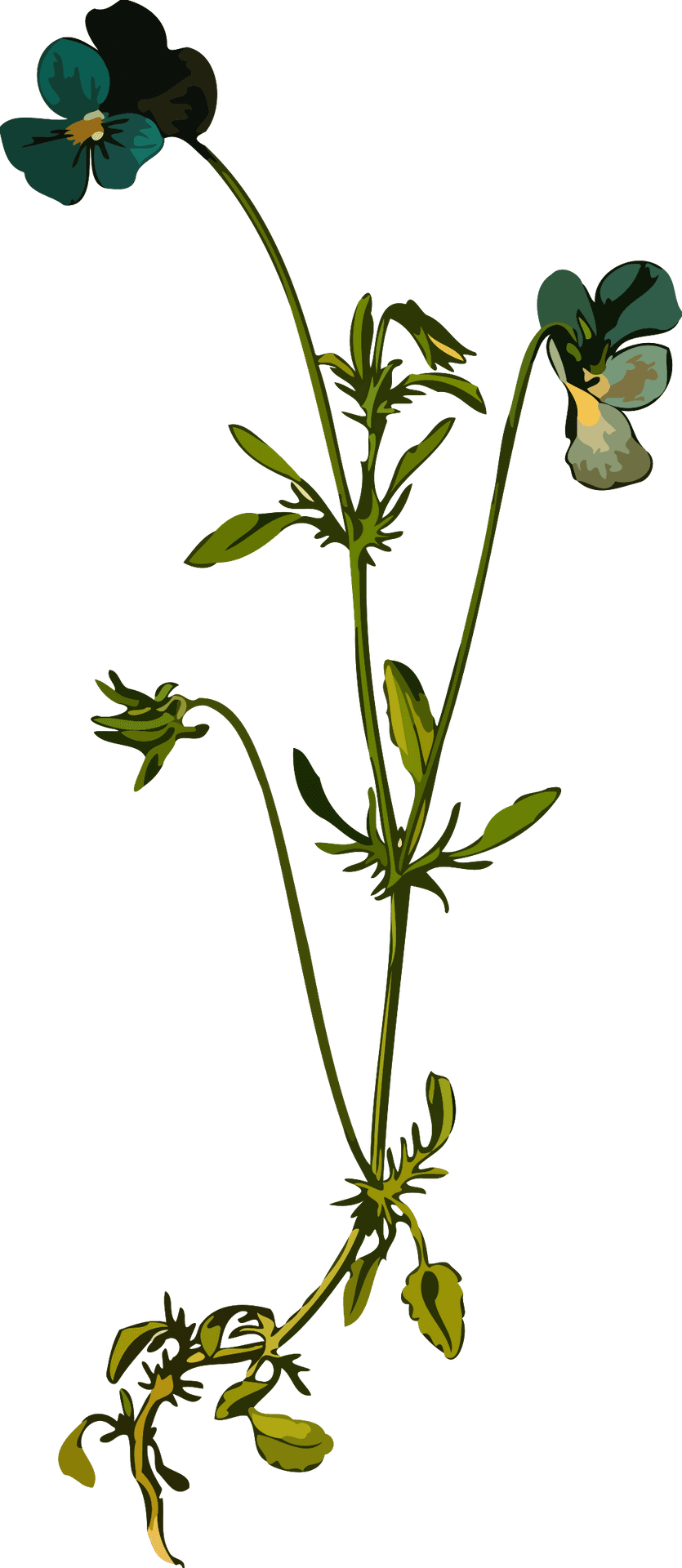 Elegant Floral Illustration Art PNG Image