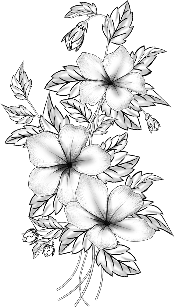 Elegant Floral Sketch Art PNG Image