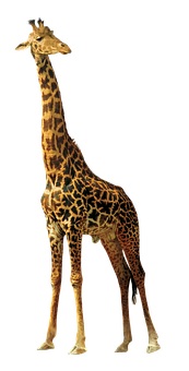 Elegant Giraffe Standing Against Black Background.jpg PNG Image