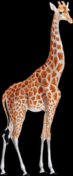 Elegant Giraffe Standing Black Background PNG Image