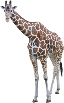 Elegant Giraffe Standing Isolated PNG Image