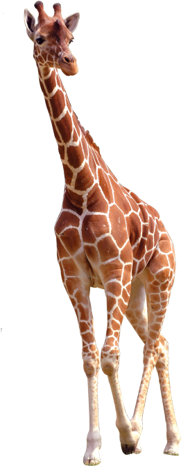 Elegant Giraffe Standing Transparent Background PNG Image