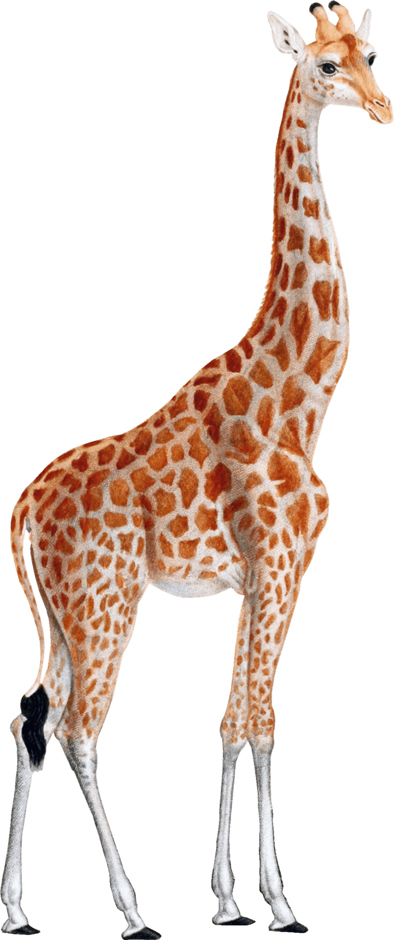 Elegant Giraffe Standing Transparent Background PNG Image