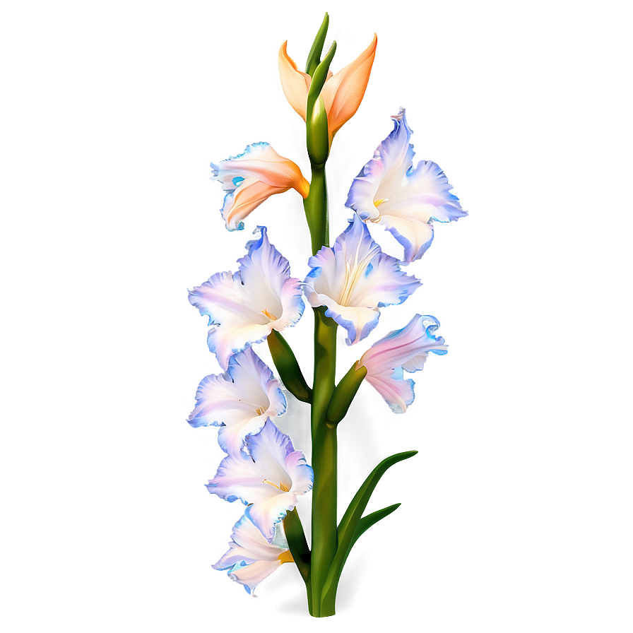 Elegant Gladiolus Png Hsm PNG Image