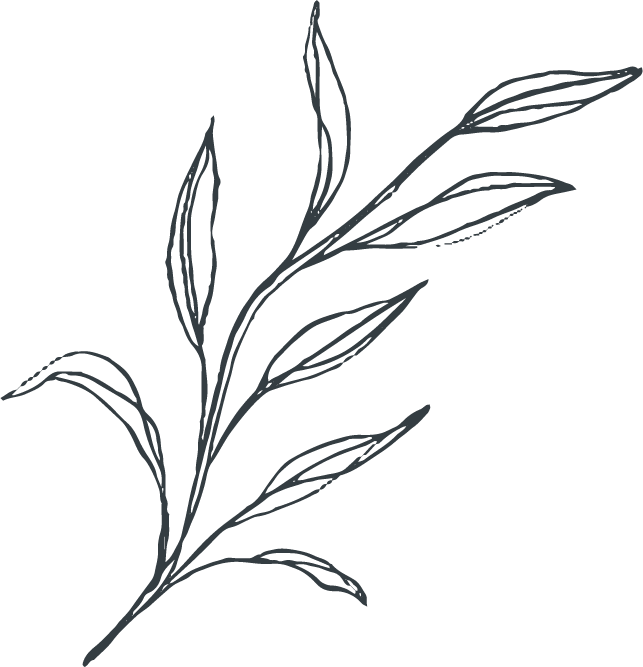 Elegant Grass Flower Sketch PNG Image