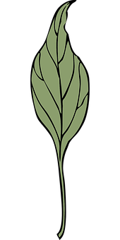 Elegant Green Leaf Artwork PNG Image