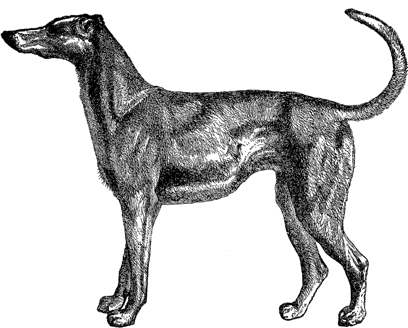 Elegant Greyhound Sketch PNG Image