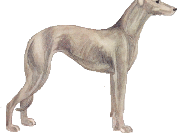 Elegant Greyhound Standing PNG Image