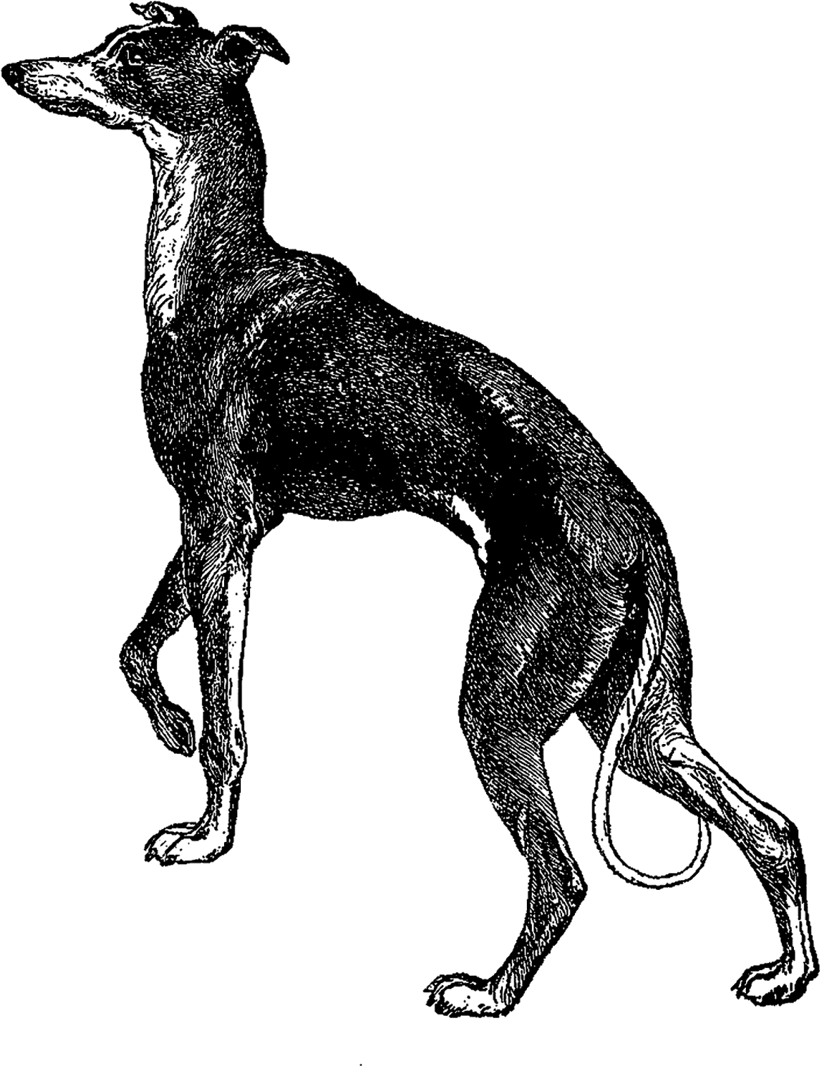 Elegant Greyhound Standing PNG Image