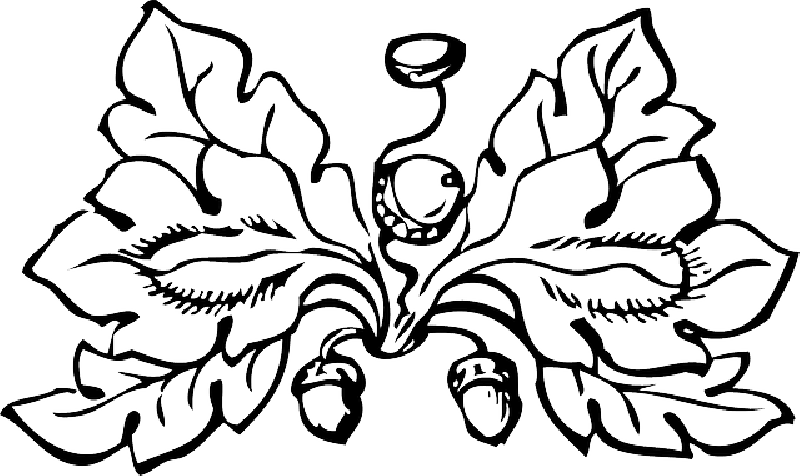 Elegant Leaf Design Outline PNG Image