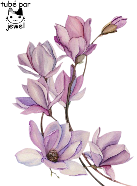 Elegant Magnolia Sketch PNG Image