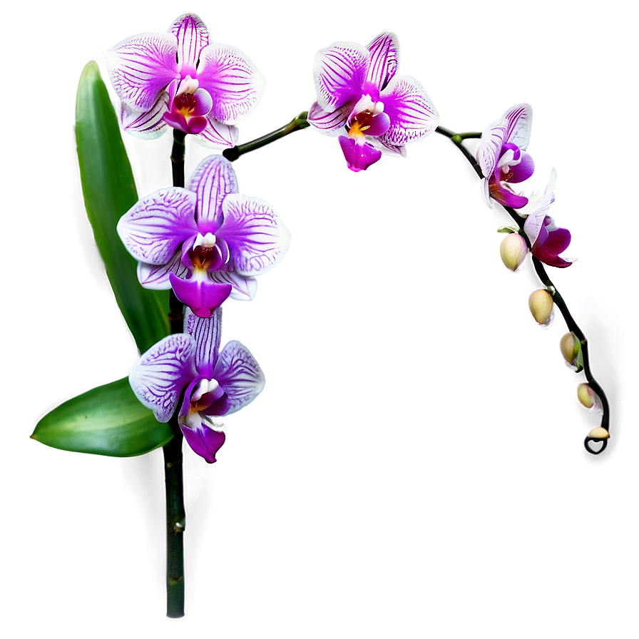 Elegant Orchid Png Ico50 PNG Image