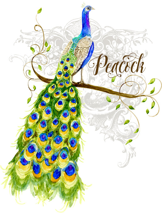 Elegant Peacock Artwork PNG Image