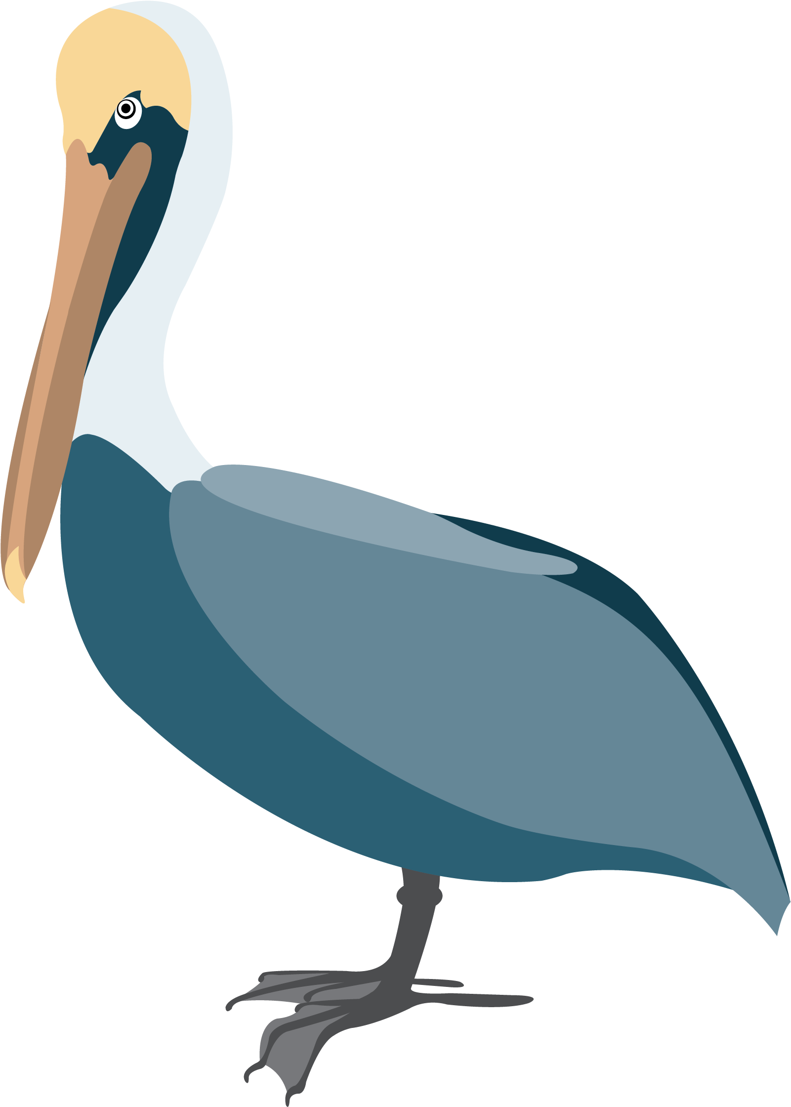 Elegant Pelican Vector Illustration PNG Image