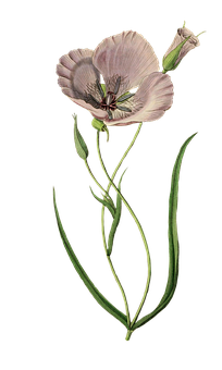 Elegant Pink Poppy Illustration PNG Image