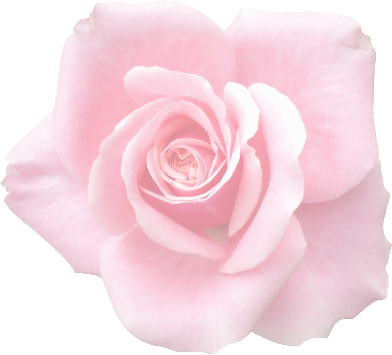 Elegant Pink Rose Black Background PNG Image