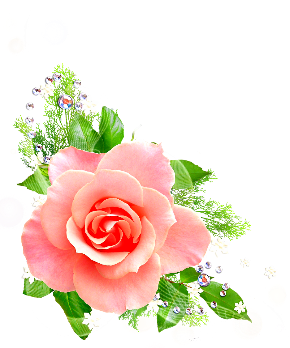 Elegant Pink Rose Floral Design.png PNG Image