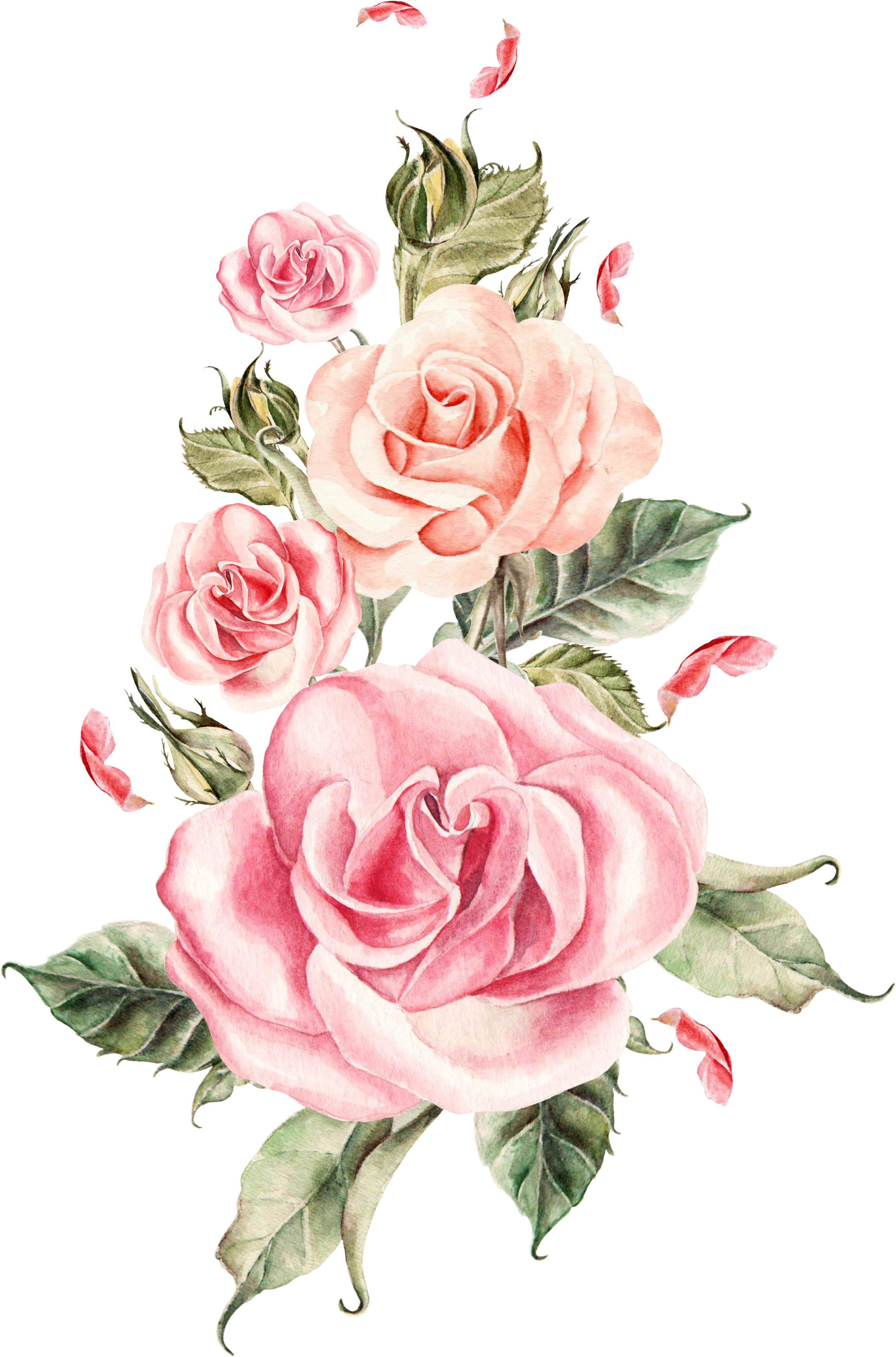 Elegant_ Pink_ Roses_ Artwork PNG Image