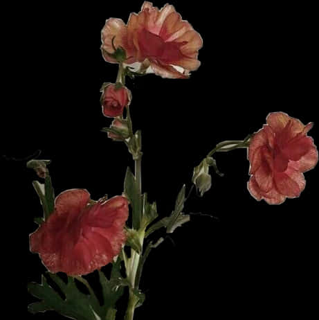 Elegant Red Hollyhocks Black Background PNG Image