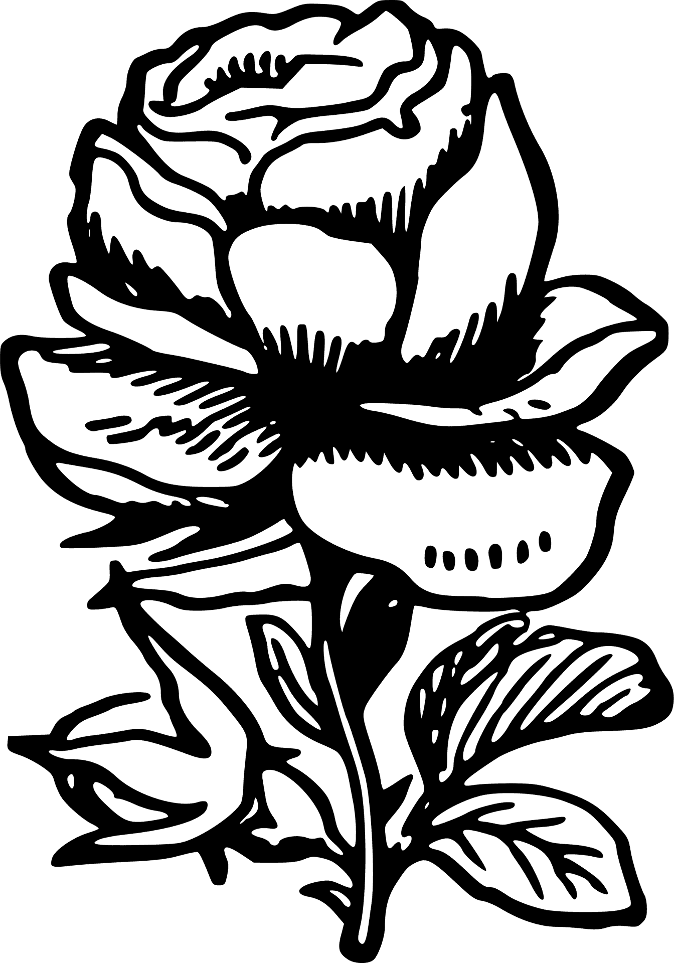 Elegant Rose Line Art Drawing PNG Image