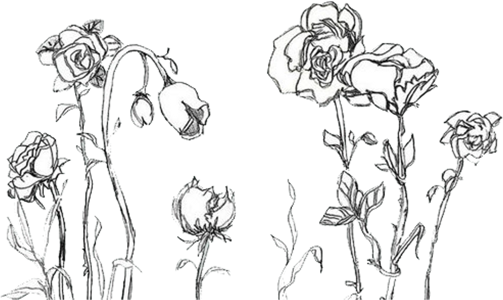 Elegant Rose Sketches PNG Image