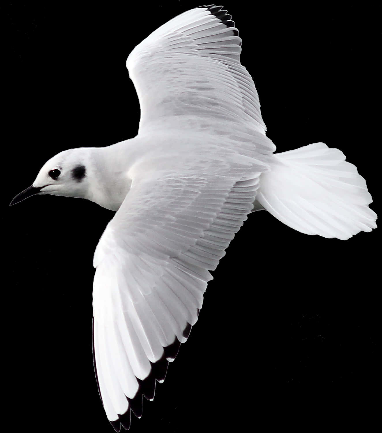 Elegant Seagull In Flight PNG Image