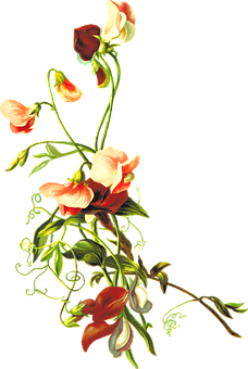 Elegant Sweet Pea Floral Art PNG Image