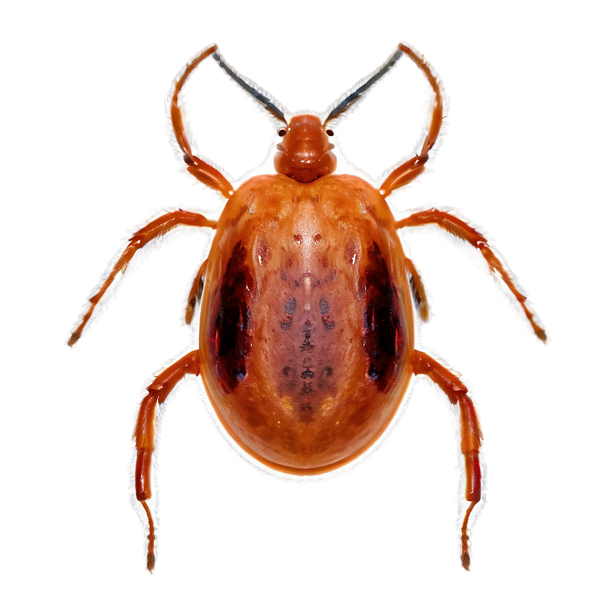 Elegant Tick Representation Png 05252024 PNG Image