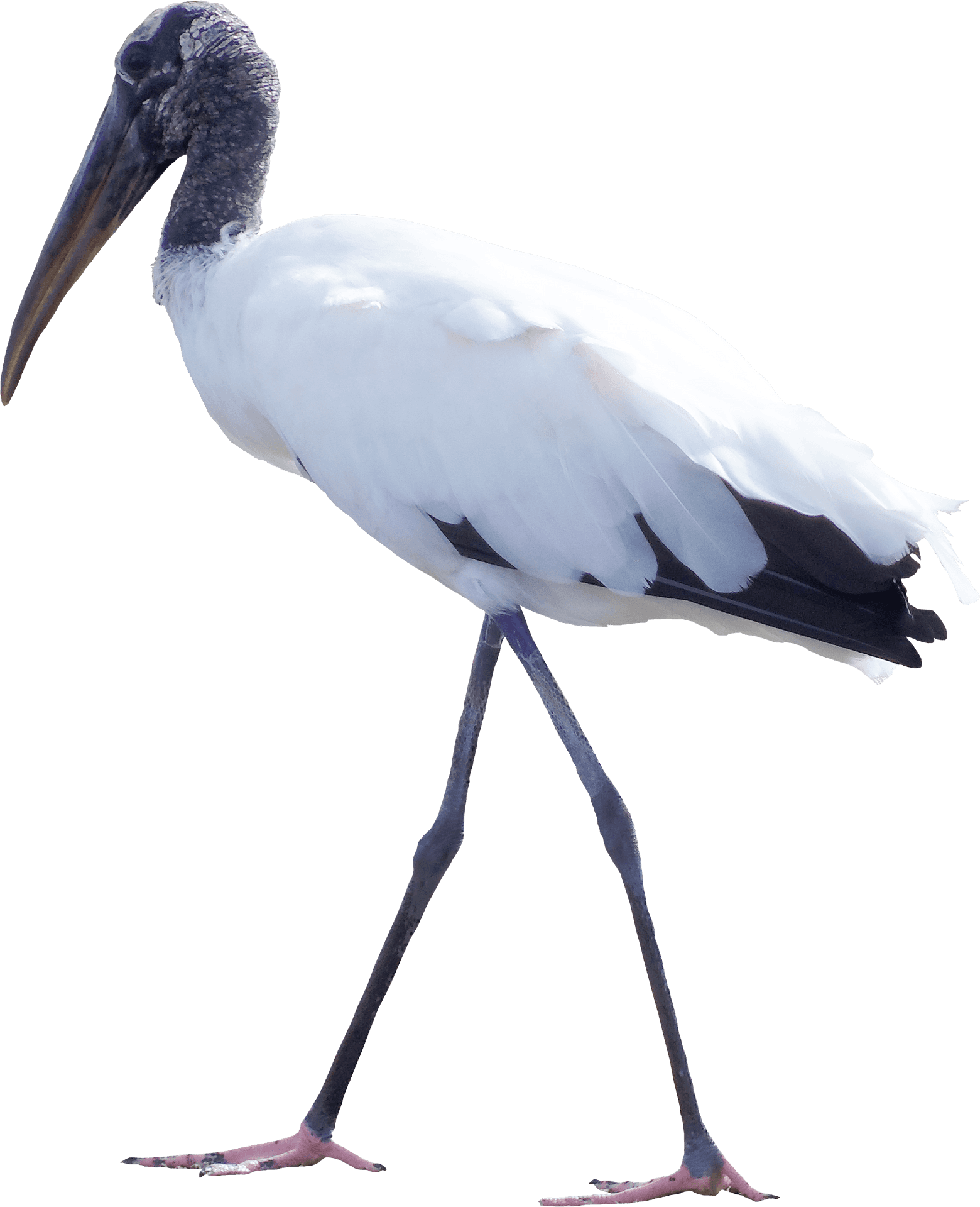 Elegant Water Bird Walking PNG Image