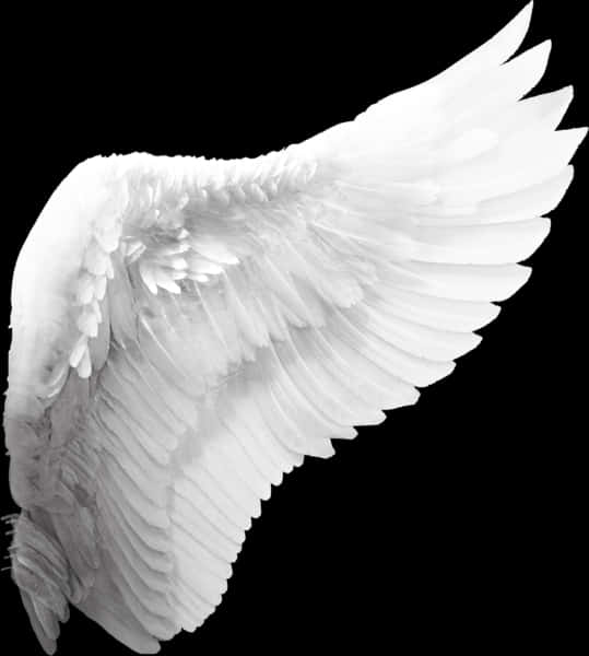 Elegant White Angel Wing PNG Image