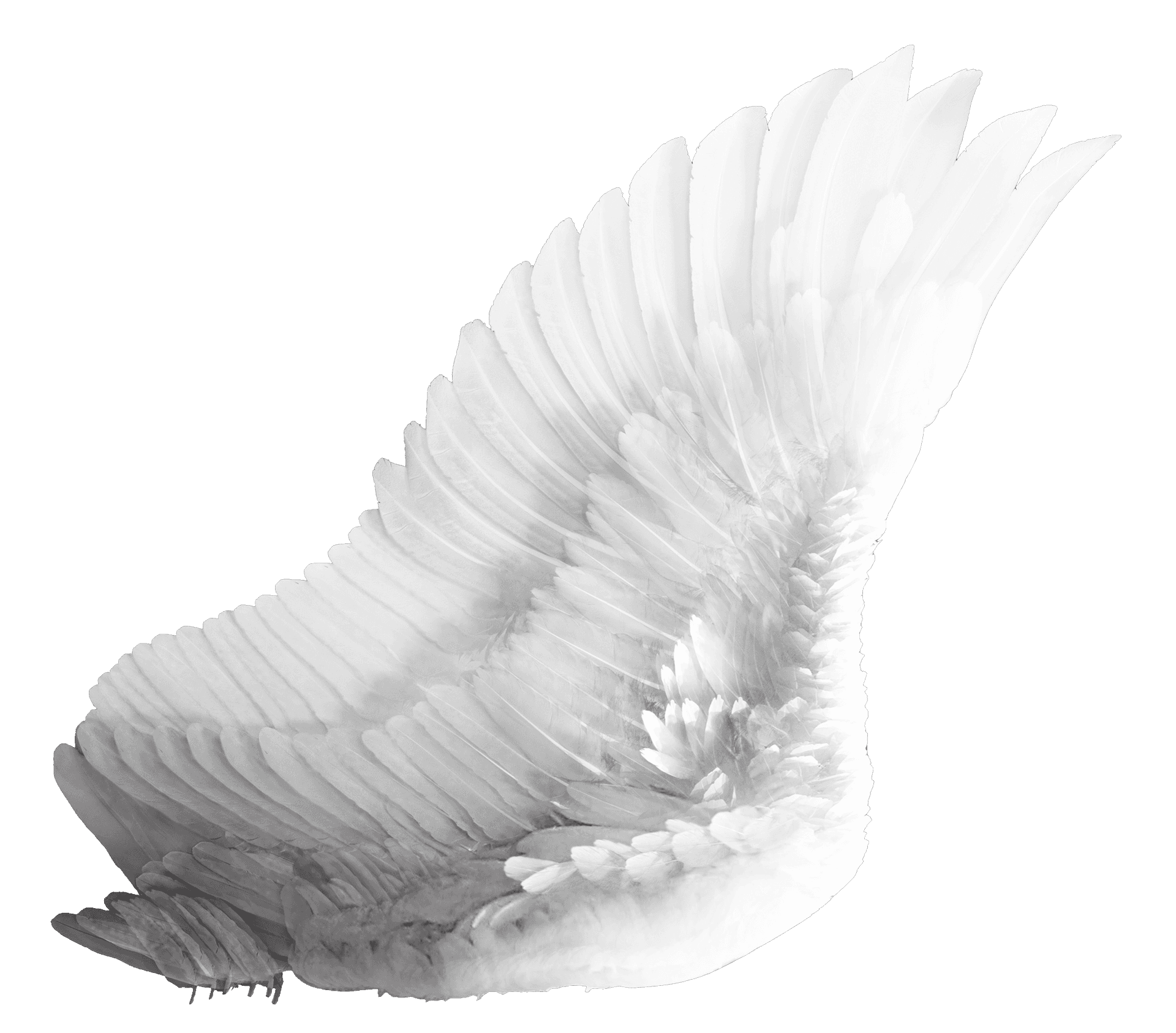 Elegant White Bird Wing PNG Image